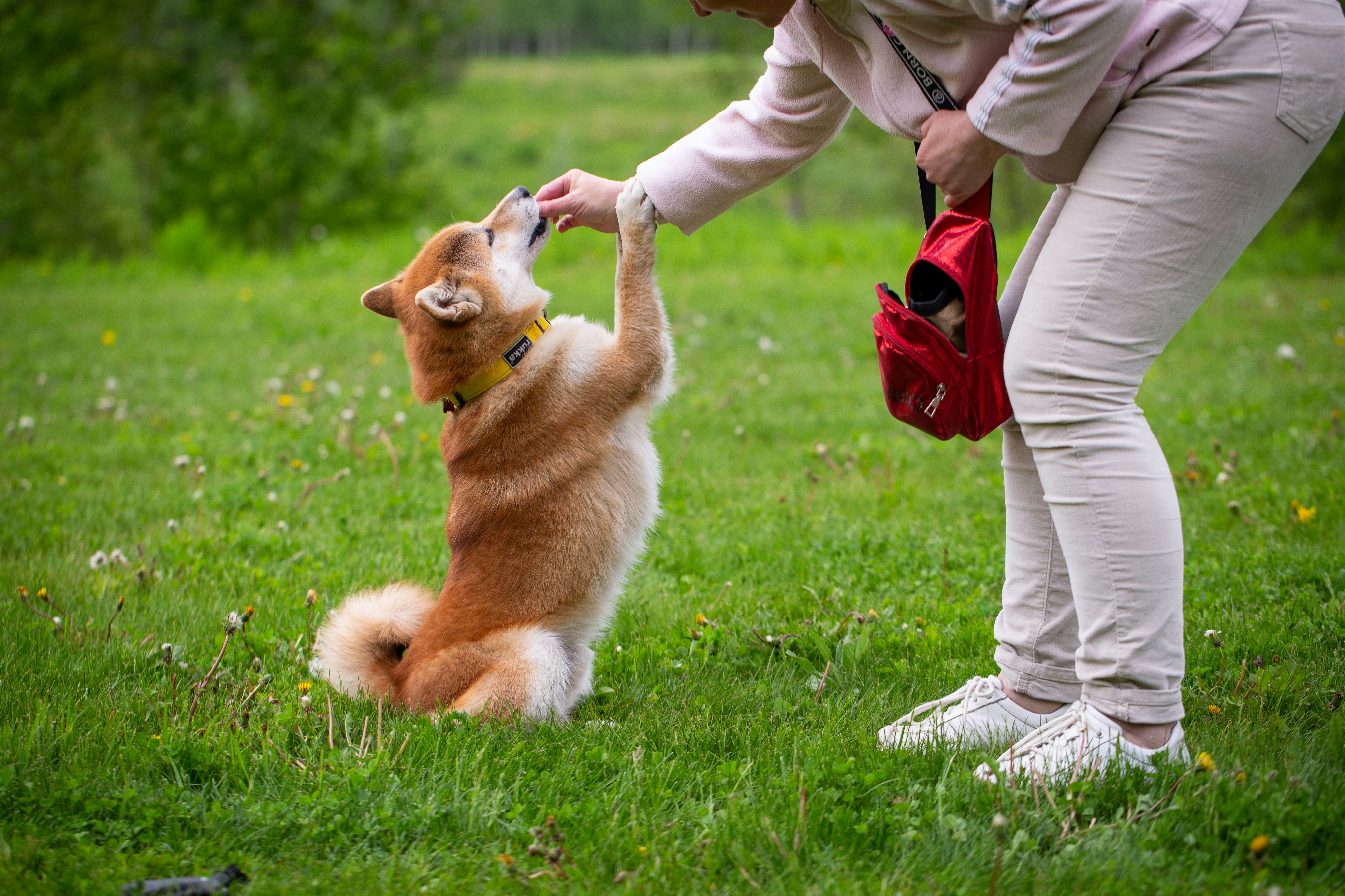 ESAハンドラーと愛犬の活動